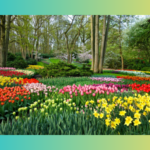 Flowers And Gardens At Keukenhof