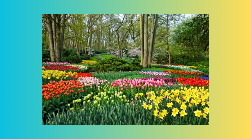 Flowers And Gardens At Keukenhof