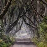 dark hedges of ireland