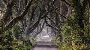 dark hedges of ireland